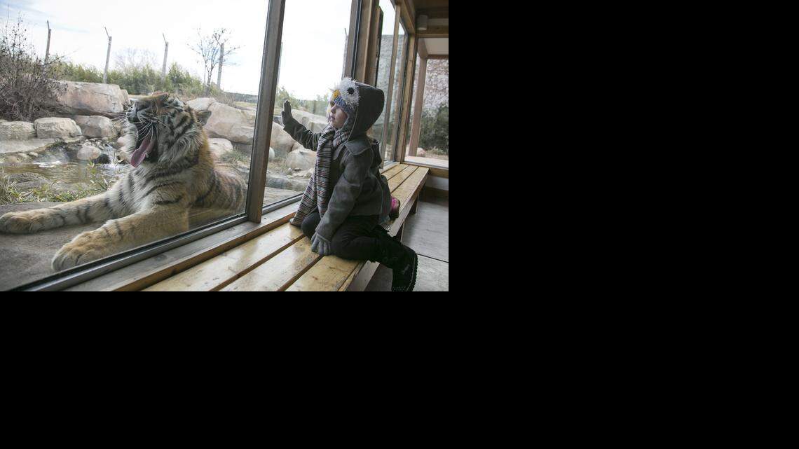 
Vera Buchanan, 6, watches as Tsar, an 18-month-old amur tiger, yawns during a Christmas day outing with her family at the Sedgwick County Zoo. (Dec. 25, 2014)
