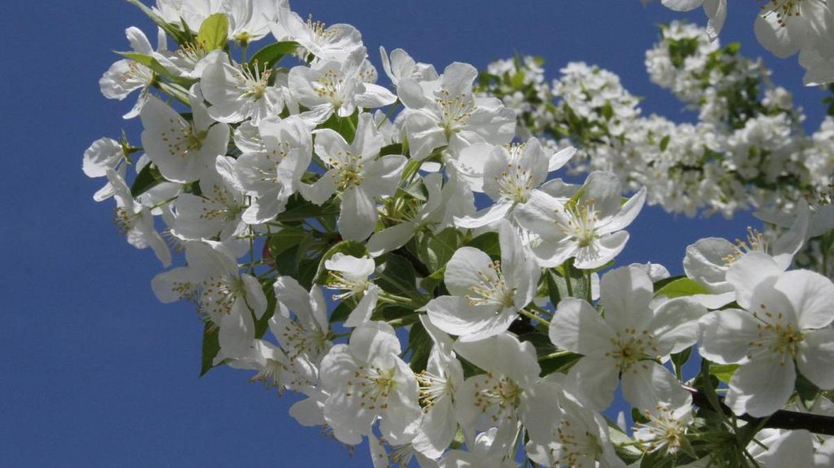 Lots of growing things like this ornamental pear tree are producing pollen and making allergy victims suffer. Wichita ranked sixth in the nation in 2016 for the “Most Challenging Places to Live with Spring Allergies,” according to the Asthma and Allergy Foundation of America.