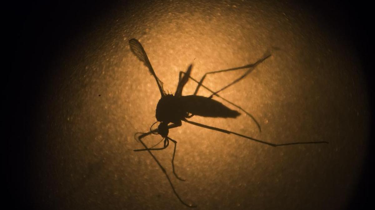 FILE - In this Jan. 27, 2016, file photo, an Aedes aegypti mosquito is photographed through a microscope at the Fiocruz institute in Recife, Pernambuco state, Brazil. The World Health Organization said on Wednesday March 9, 2016, that the traditional insecticide spraying methods have had no significant impact in slowing dengue, raising significant questions about how officials might stop the spread of the Zika virus, also spread by mosquitoes. (AP Photo/Felipe Dana, File)
