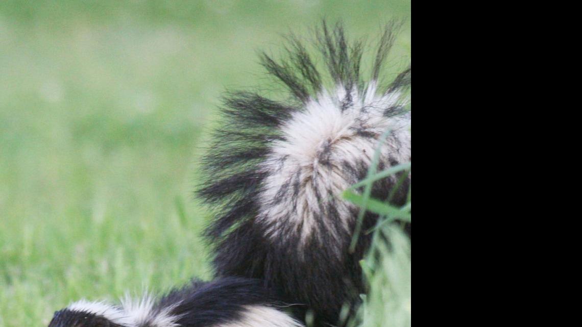 Caution around skunks urged as Kansas rabies cases rise | Wichita Eagle