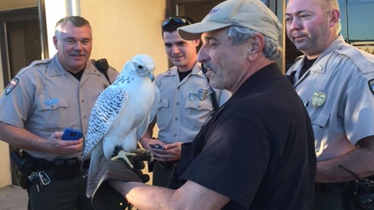 Michael Garcia brings his newly found gyrfalcon to the Hutchinson Police Department to interact with trick-or-treaters on Saturday.