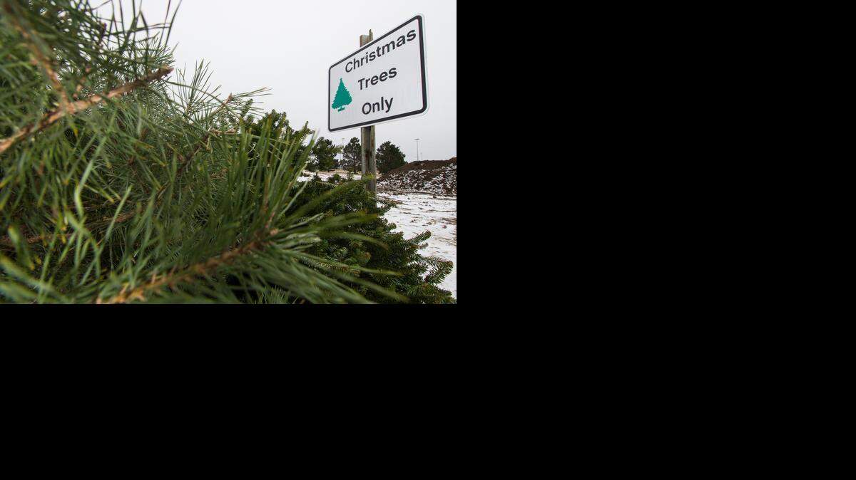 Christmas trees waiting to be recycled. File photo.