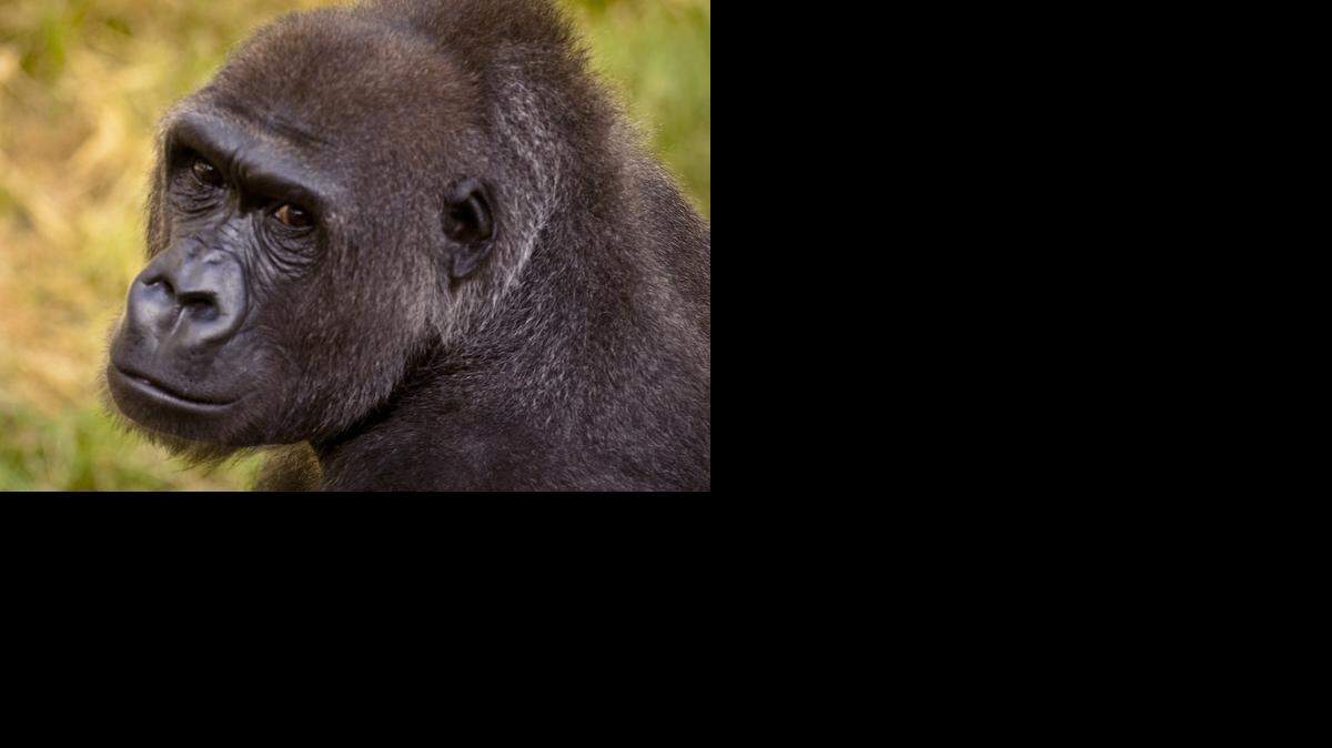
Kivu and the gorillas will be fed at 11 a.m. Saturday at the Downing Gorilla Forest.
