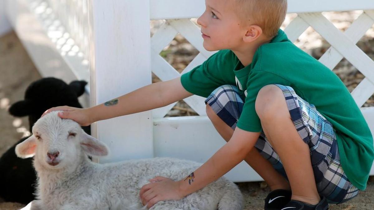 Kolbe DeGraffenreid pets a lamb inside the American Farm exhibit at the Sedgwick County Zoo. (April 30, 2015)