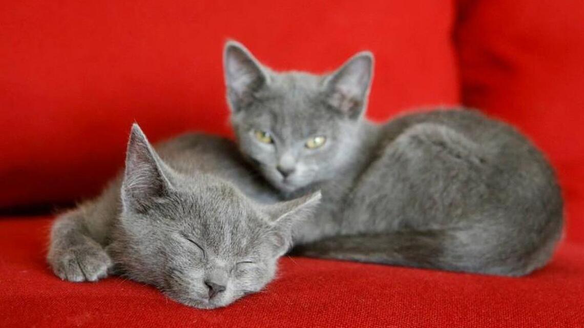 Humane Society to waive adoption fees for one day to find animals homes