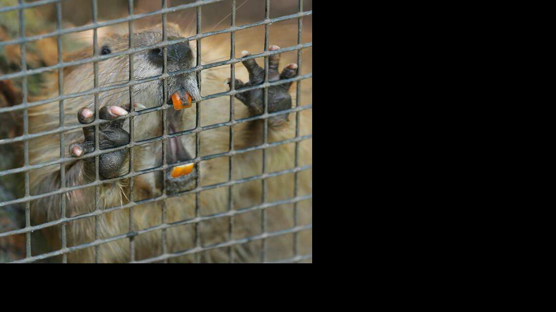 
A young Chapa the beaver gnaws on the fence at Central Riverside Park.
