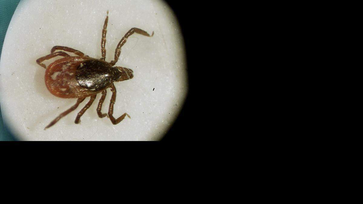
Health officials don’t know for sure how Bourbon virus – named after Bourbon County – is spread, but they think it may be through ticks, such as this deer tick, or other insects.
