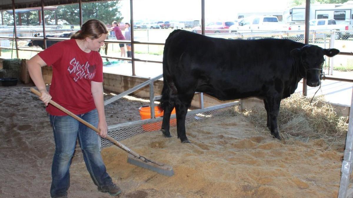 Abbie Schwab, 14, cleans the barn where her heifer is kept during the Sedgwick County Fair.