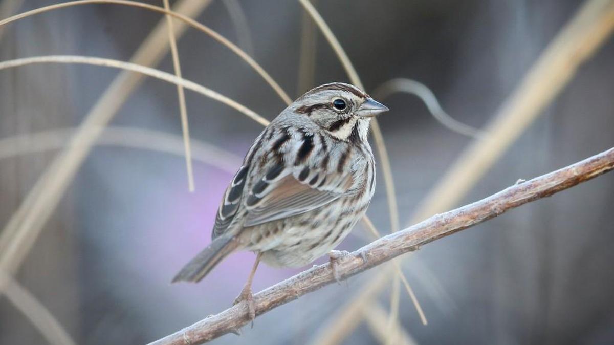 A song sparrow rests on a branch at the Great Plains Nature Center. (Dec. 19, 2015)