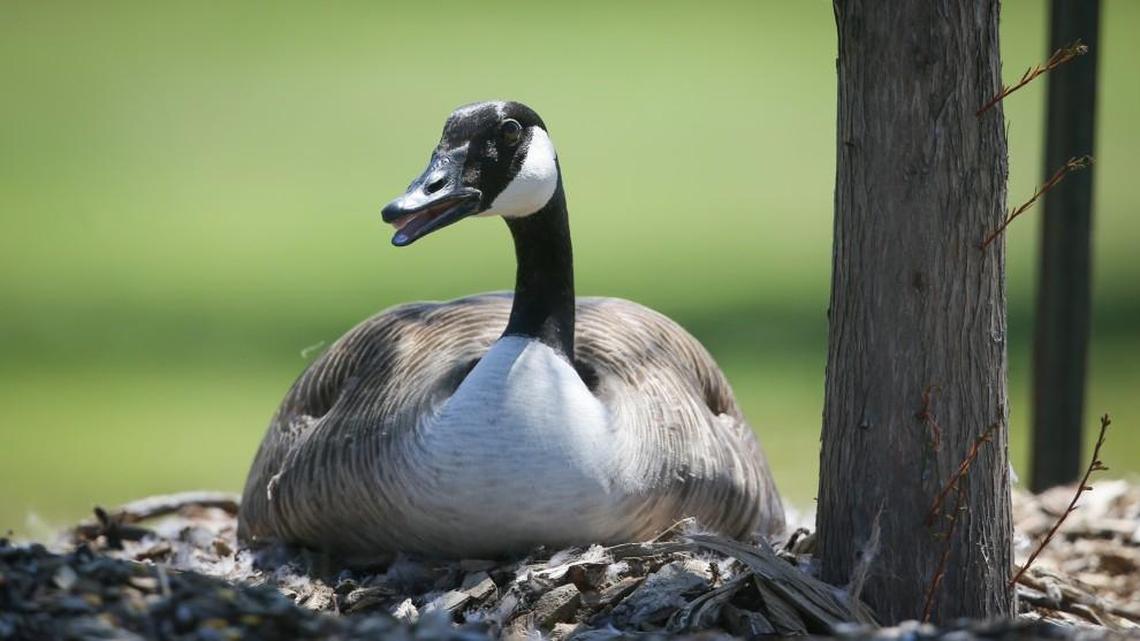 A nesting Canada goose in Wichita, Kansas. This is not the goose that was harassed.
