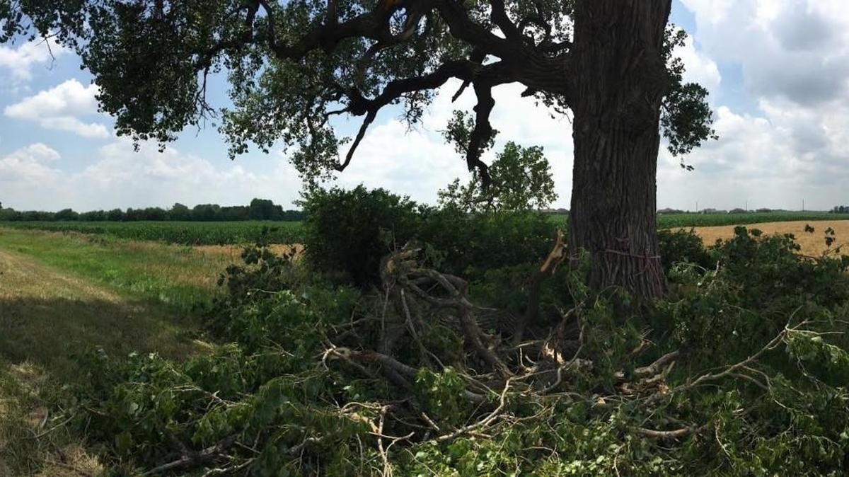 The “Lucky Tree” along K-96 took a hit from weekend storms, with large limbs felled by winds. (June 19, 2016)