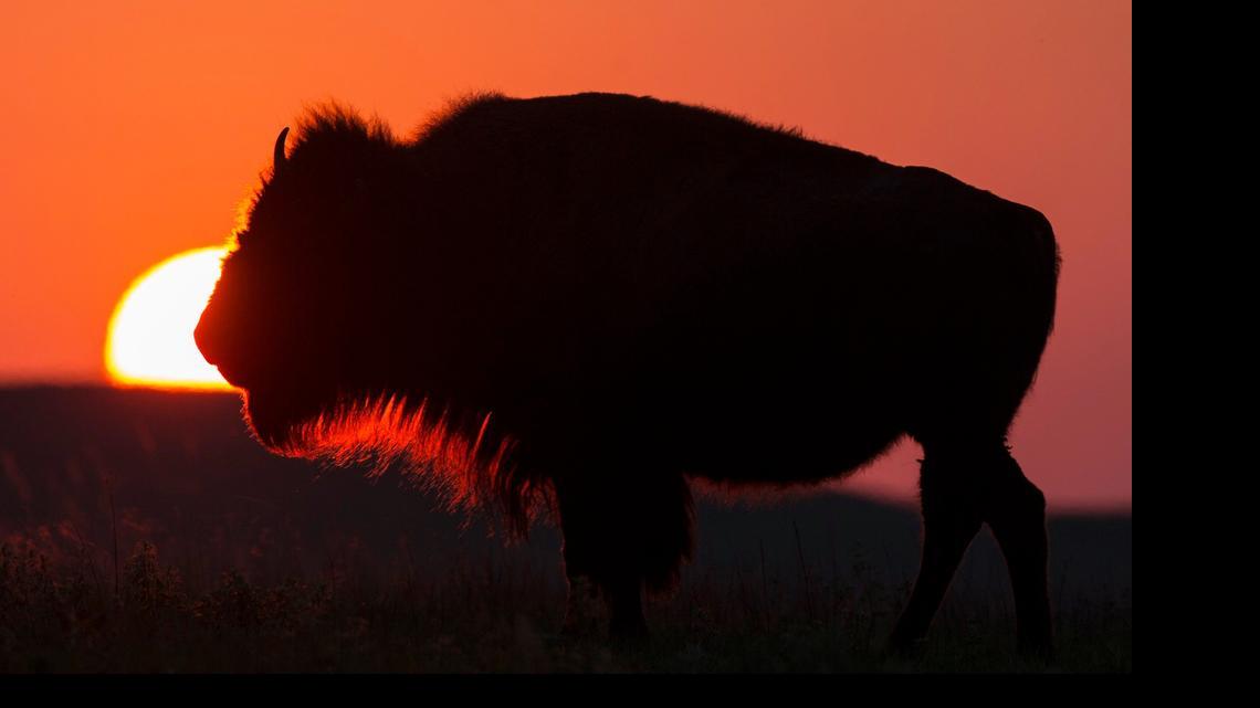 
Bison are slowly being moved between pastures at the Tallgrass Prairie National Preserve in preparation for the Symphony in the Flint Hills concert in June. (April 28, 2015)
