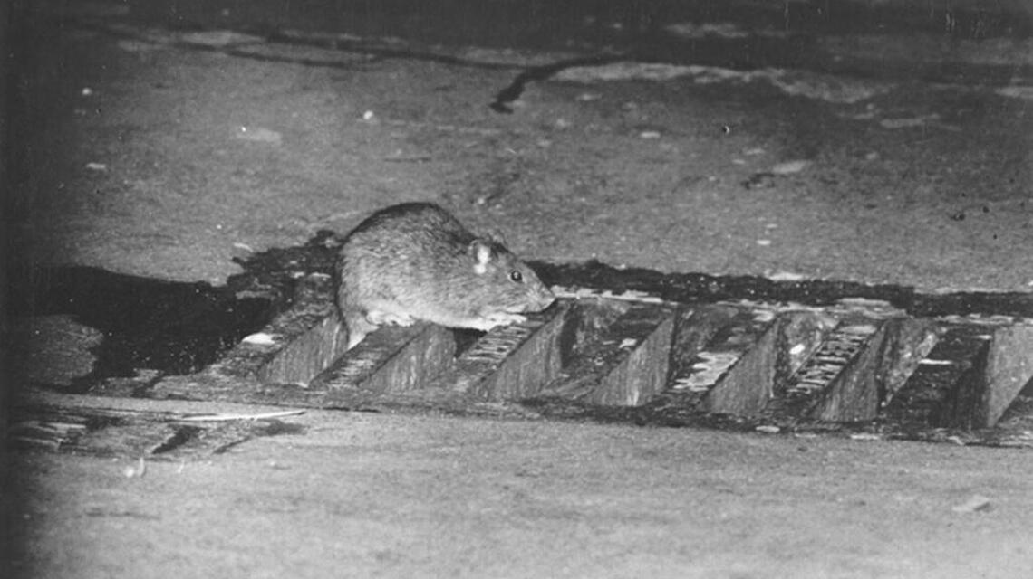 Rat conditions? Here is the Wichita government number to call | Wichita ...