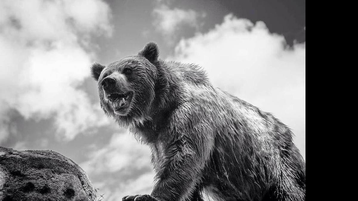 
Devon, a grizzly bear at the Sedgwick County Zoo, died Thursday after experiencing weeks of illness.
