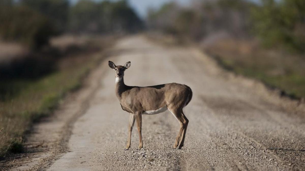A deer stands in the middle of a road in Stafford County in this 2011 photo.