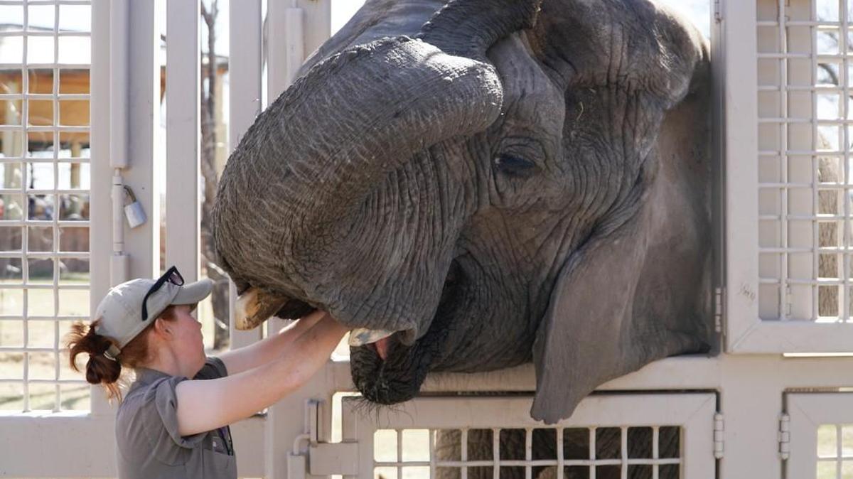 Micaela Atkinson cleans Stephanie’s teeth at the Sedgwick County Zoo this week. (Feb. 22, 2017)