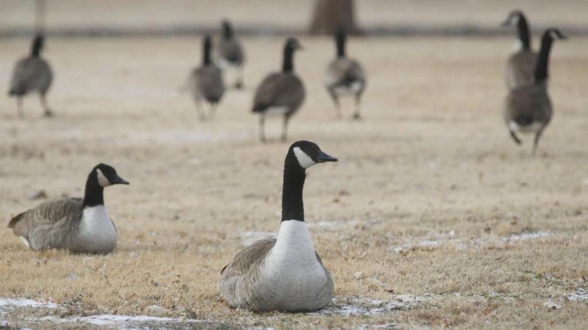Canada geese graze in the Herman Hill park Friday morning. Thousands up on thousands of geese call Wichita home year round. Wichita also provides a safety net to the geese. It is illegal to kill a goose in city limits, and there are not many predators of the geese within city limits. (January 12, 2018)