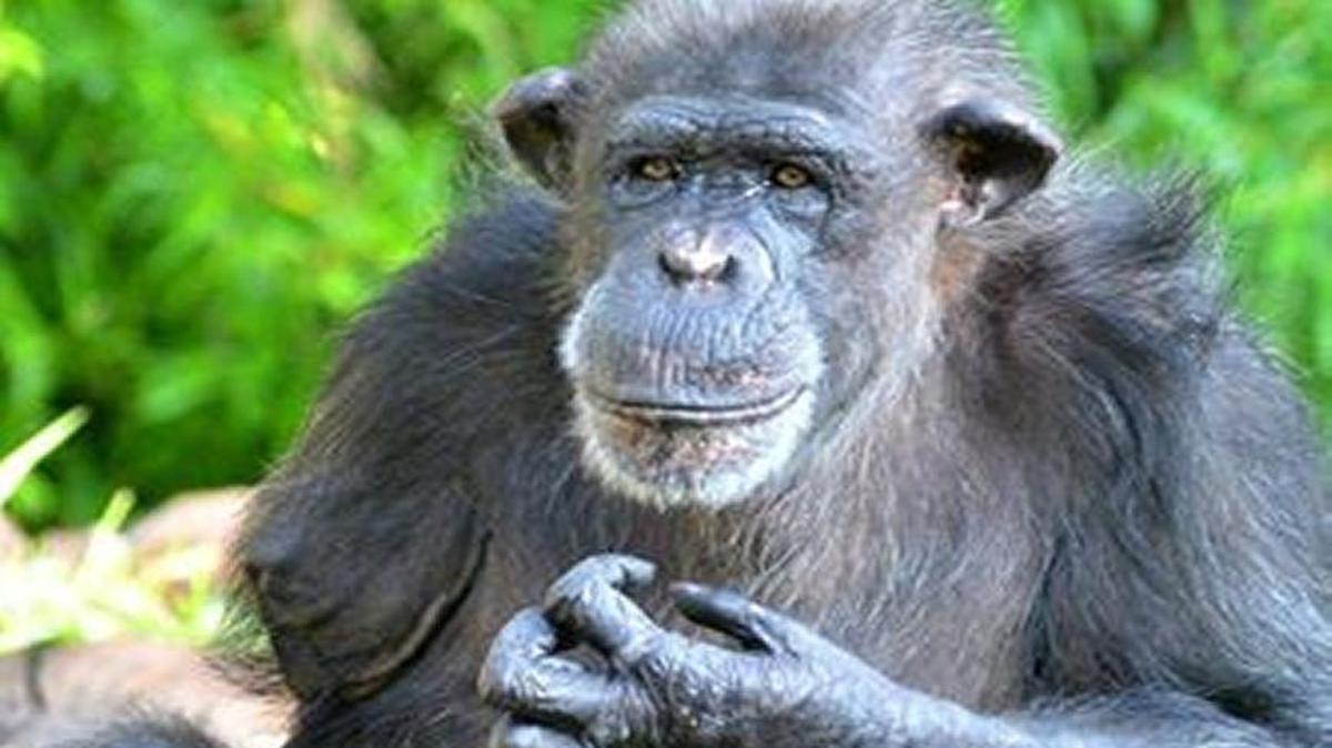 Tammy, a resident of the Sedgwick County Zoo’s chimpanzee exhibit, died Sunday. She was 44.