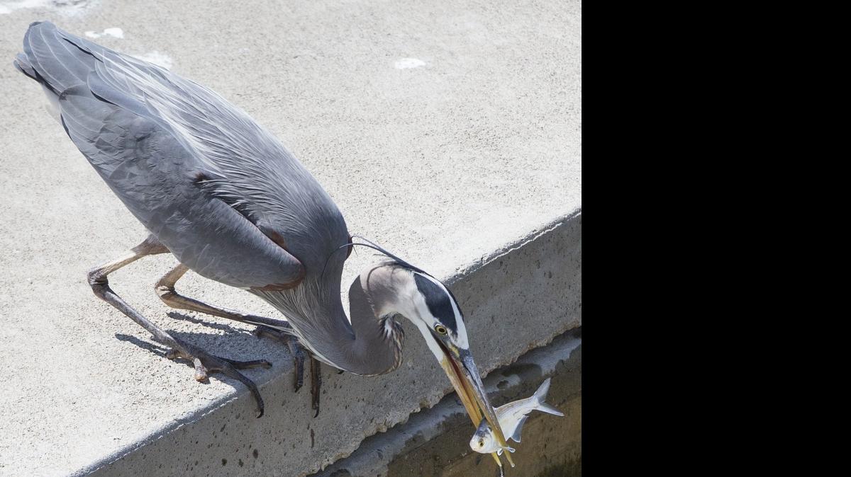 
A heron plucks a fish out of a fish ladder area at the Lincoln Street Bridge and Dam on Thursday. (April 30, 2015)
