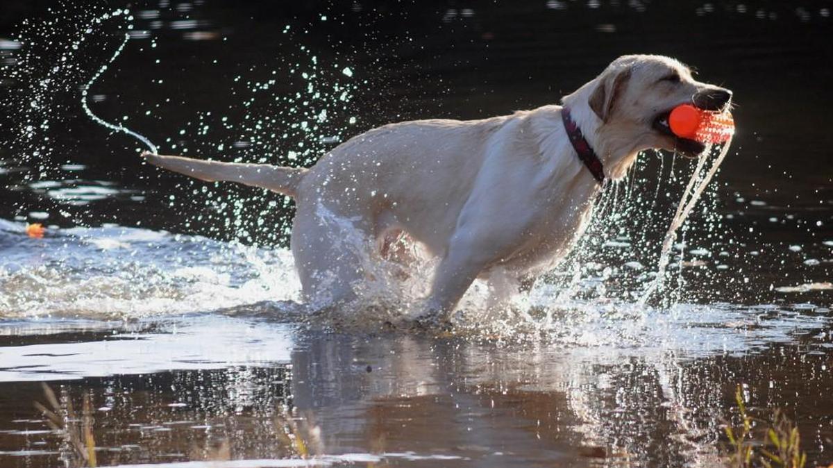 A Labrador Retriever emerges from he water with a toy at Valley Falls Park in Vernon, Conn.
