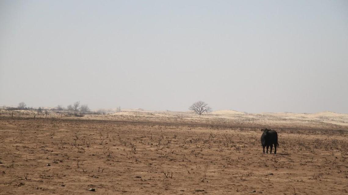 A lone cow wanders charred prairie in Clark County. The animal probably wandered in from somewhere else. All of the cattle in that pasture had died from the March 6 fire.