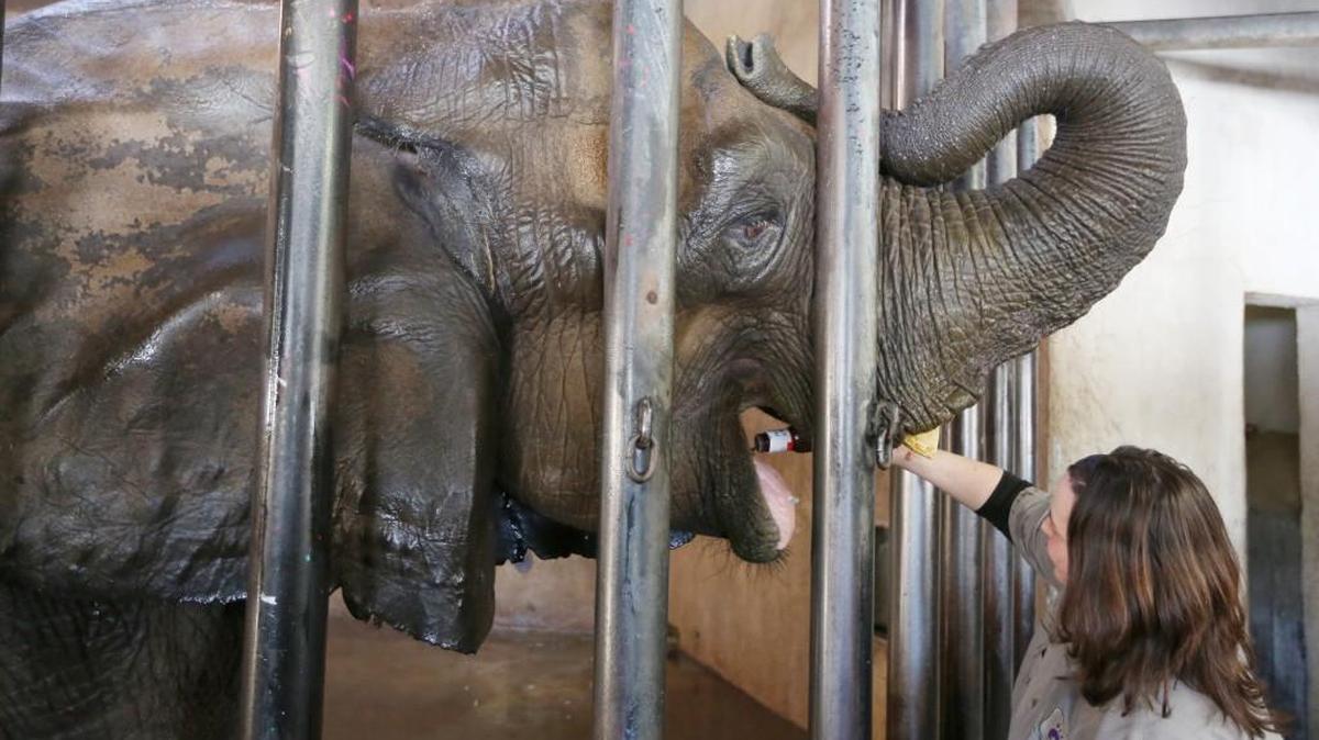 Sedgwick County zookeeper Kinna Middleton rewards 43-year-old elephant Stephanie with a treat. (Jan. 8, 2015)