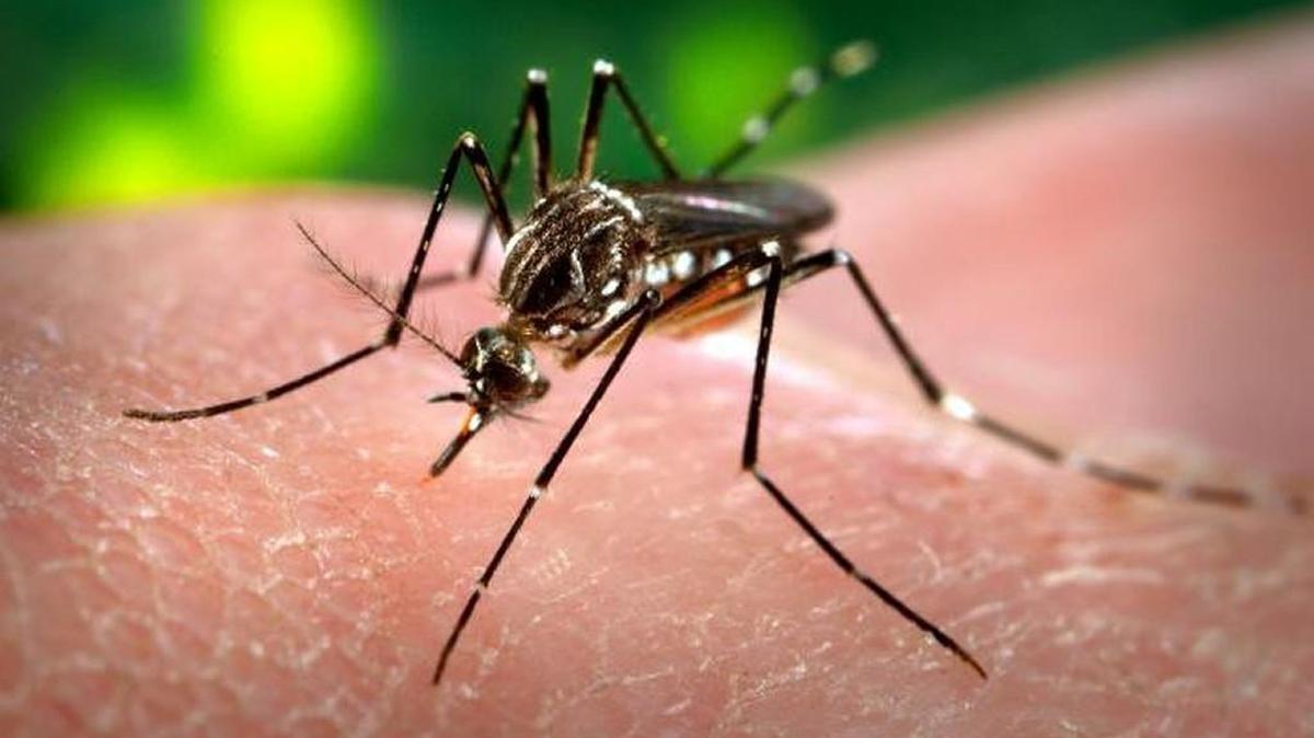 A female Aedes aegypti mosquito in the process of acquiring a blood meal from her human host.