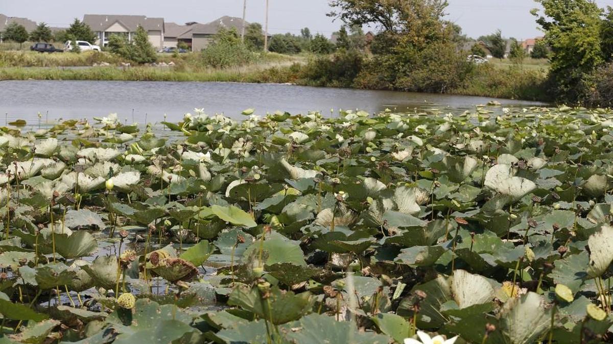 Lilypads cover one of several lakes called “Cadillac Lake” on 29th Street North between Maize and Tyler Road where the city plans to create a public nature area and park.