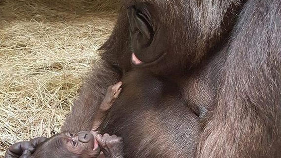 A Western lowland gorilla was born on the night of Aug. 3, 2016, at the Sedgwick County Zoo. The baby’s gender has yet to be determined.