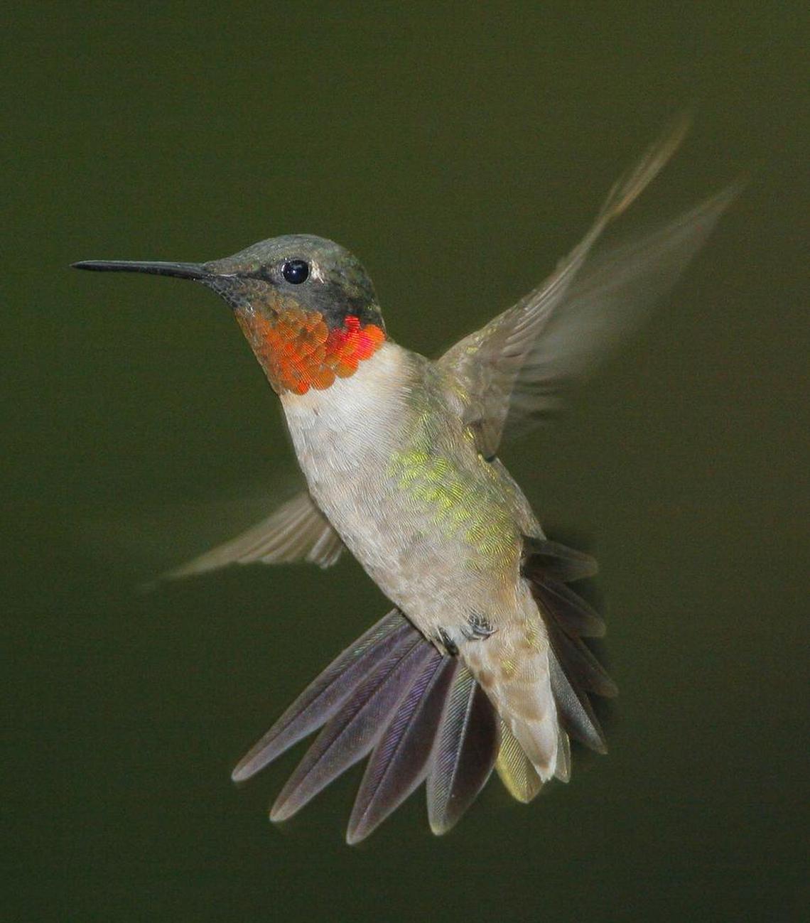 Bob Gress took this photo of a ruby-throated hummingbird.