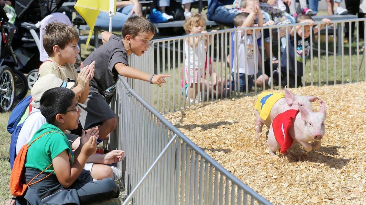Pig races are on pause for the first time since 1987, but they should return in 2024.