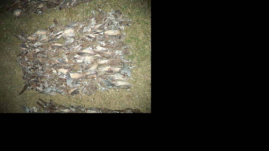 
A game warden for the Kansas Department of Wildlife, Parks and Tourism came across four hunters in Ellis County on Tuesday night. Between them, the four had shot 209 doves. The daily limit is 15 birds per hunter.
