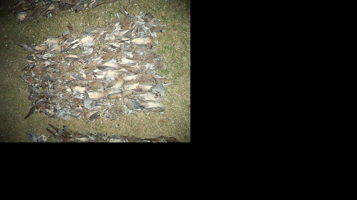 
A game warden for the Kansas Department of Wildlife, Parks and Tourism came across four hunters in Ellis County on Tuesday night. Between them, the four had shot 209 doves. The daily limit is 15 birds per hunter.
