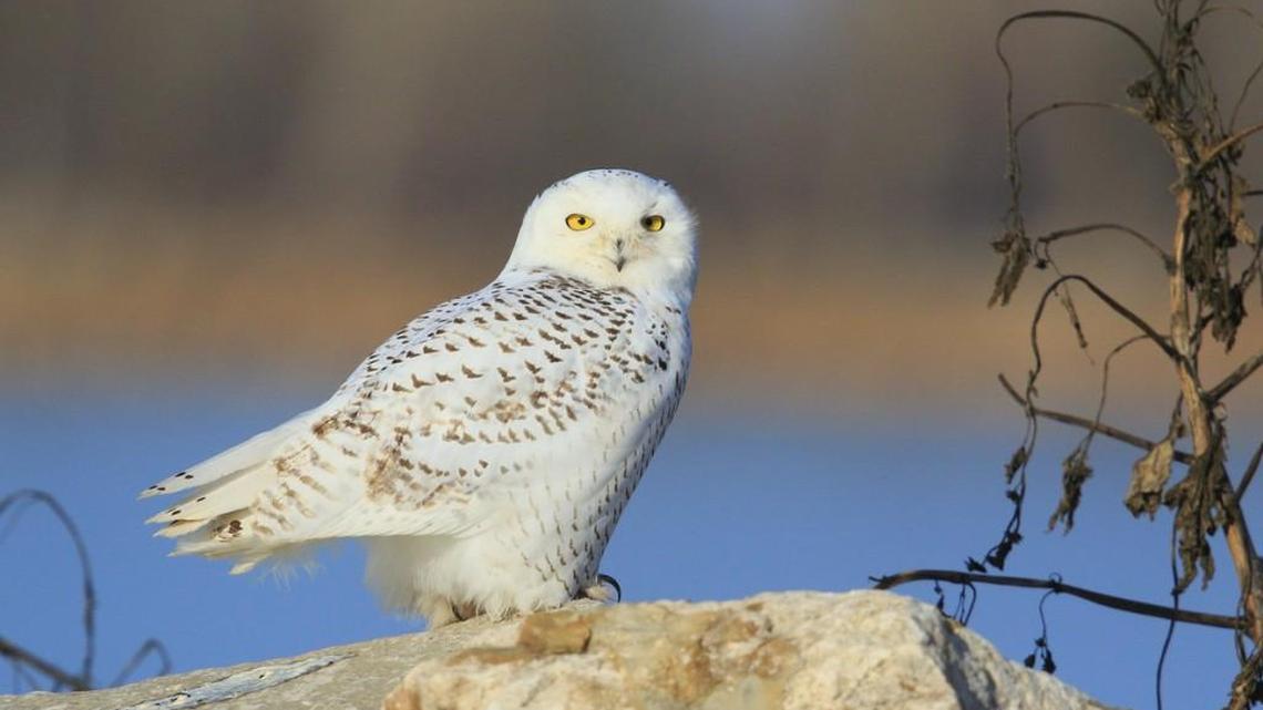 This snowy owl was photographed while alive but was later found dead at Lake Cheney. The birds normally inhabit the Arctic regions of North America and Eurasia but have been pushed south this winter.
