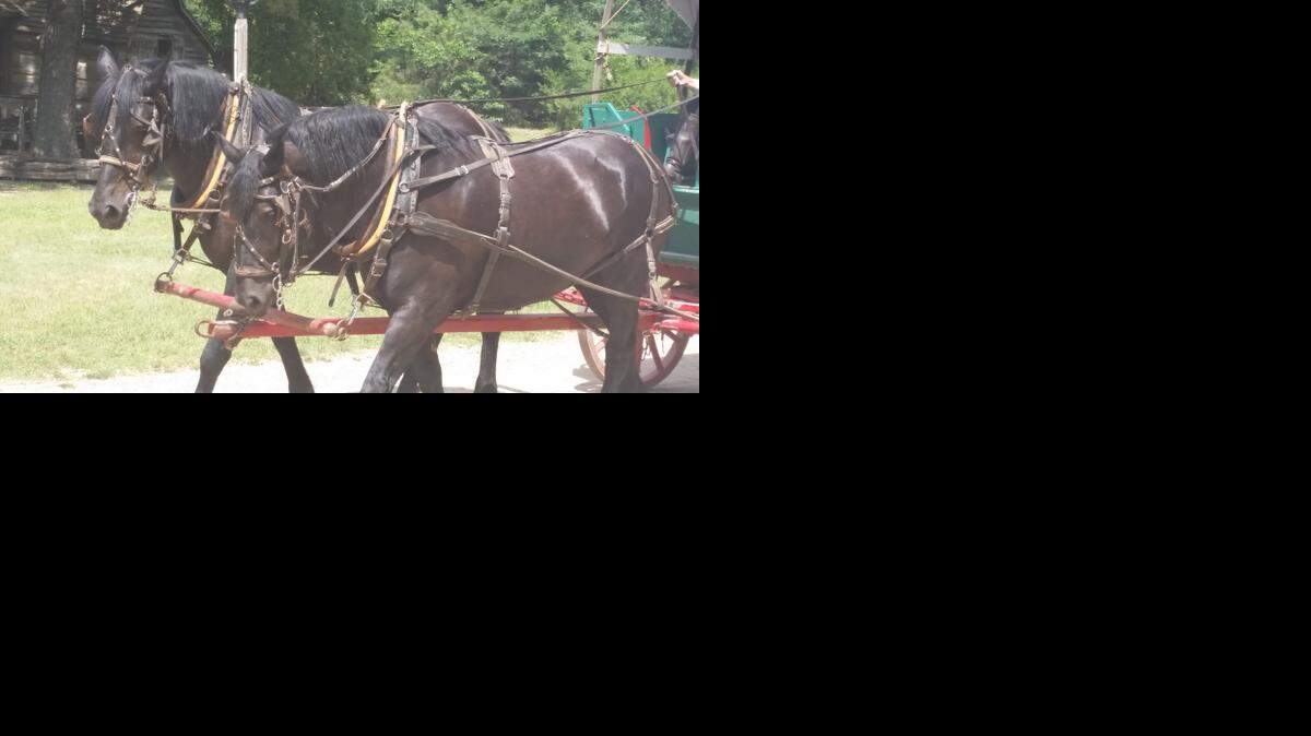 
Dee, left, and Molly are the new team of horses at Old Cowtown Museum. The two sisters are Percheron draft horses from Oswego.
