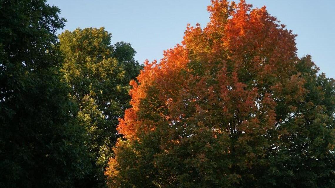 Where is fall? Vibrant colors are missing from Wichita’s trees