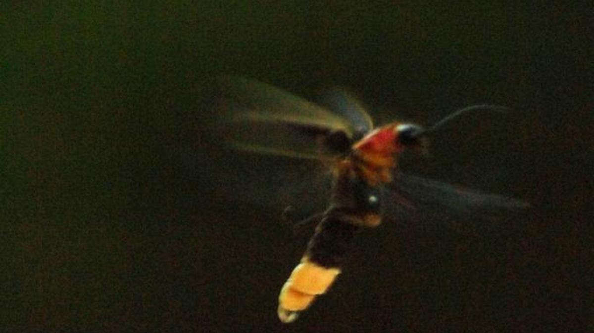 A lightning bug hovers after sundown.