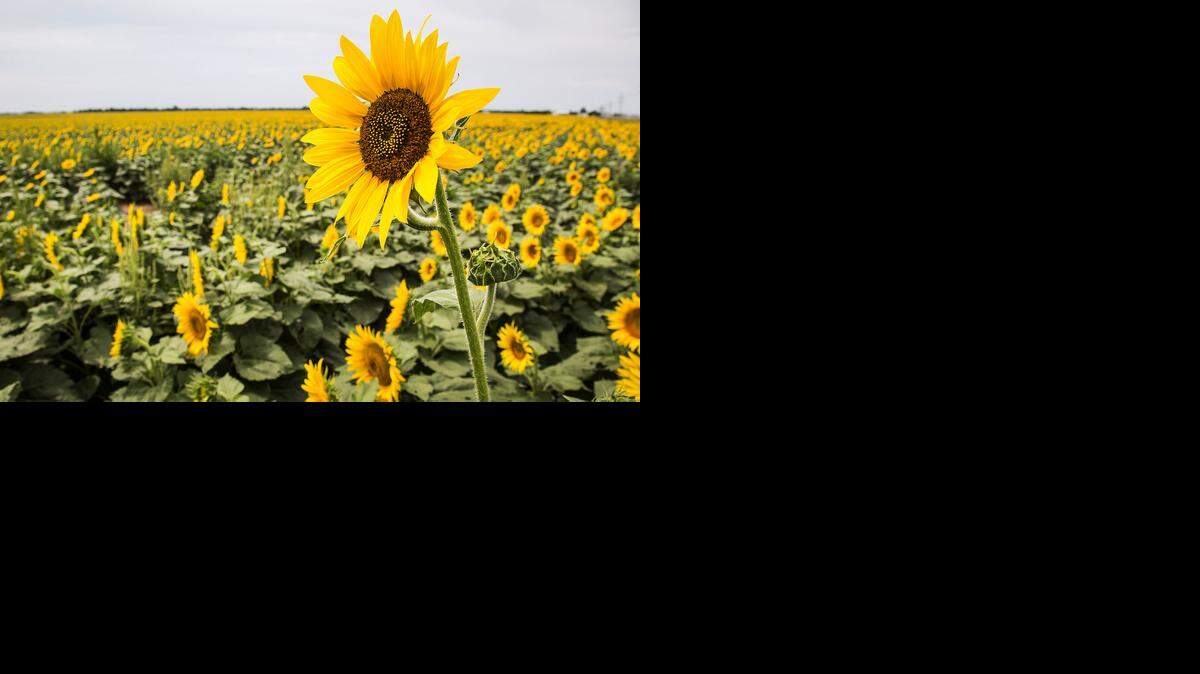 
Sunflowers in a field west of Hutchinson. (Aug. 27, 2014)
