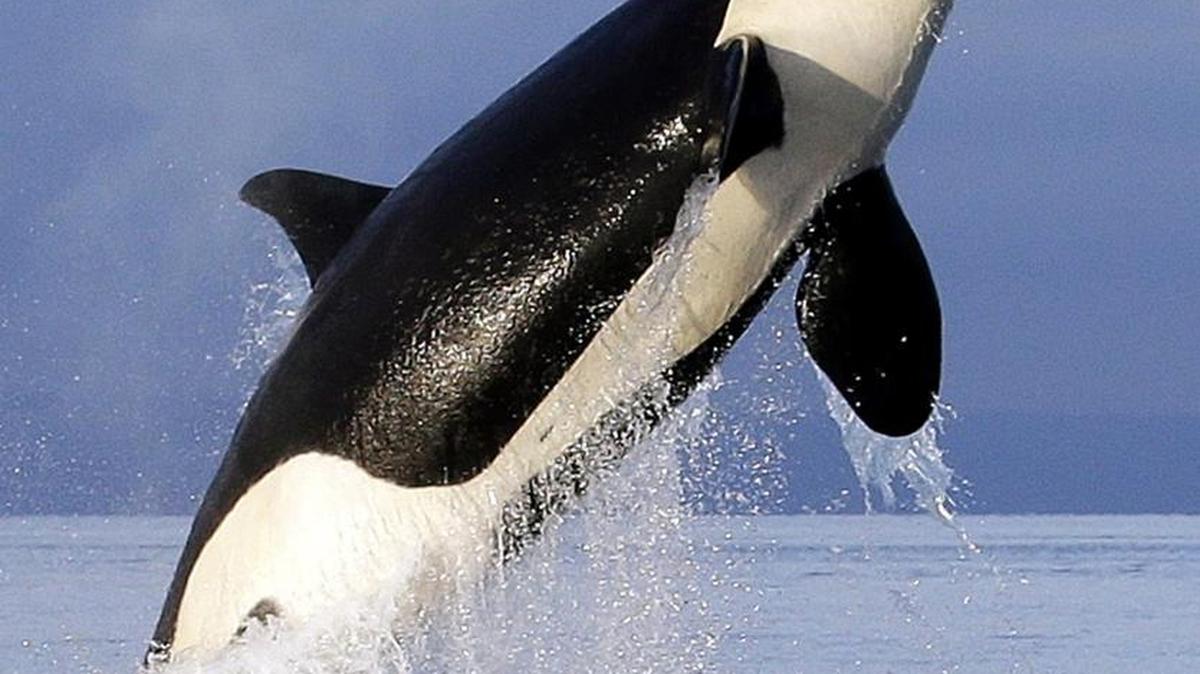 An orca leaps from the water while breaching in Puget Sound west of Seattle. Fishermen in Alaska say the killer whales are becoming aggressive against ships there.