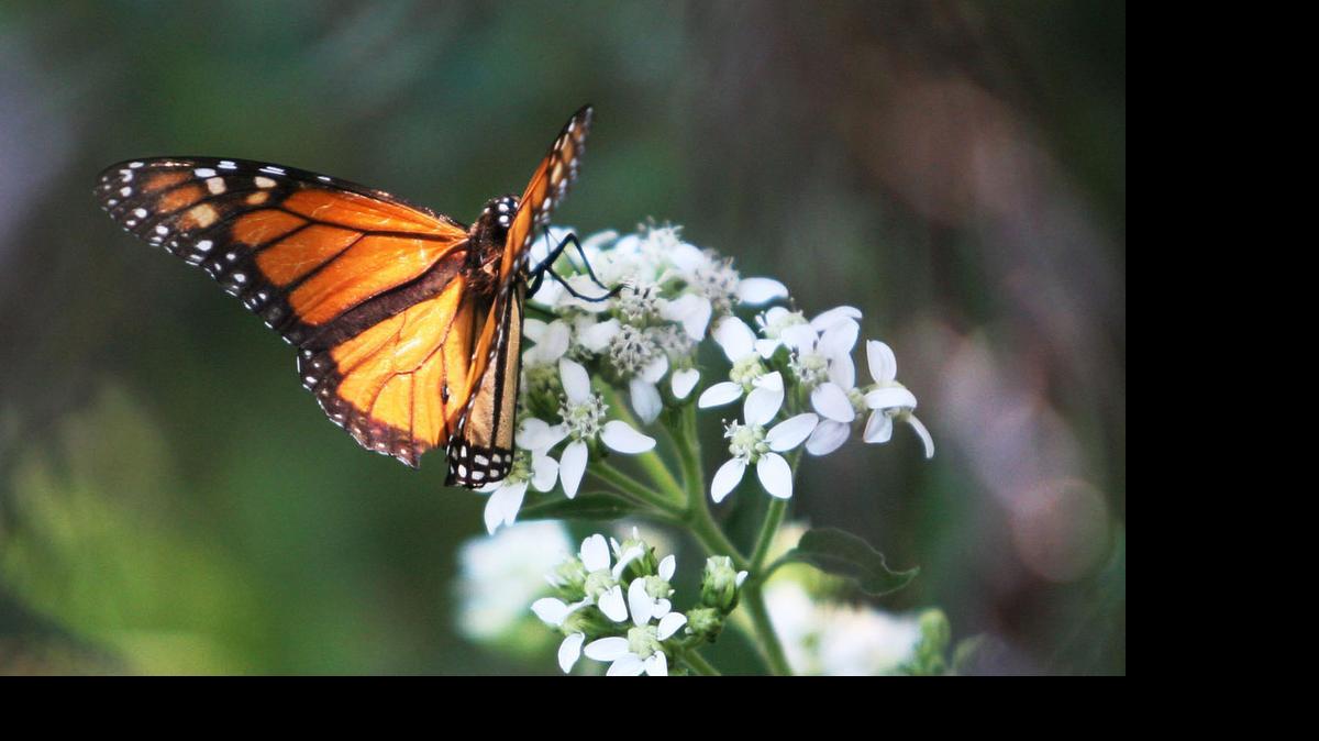 
A monarch butterfly on white crownbeard in the Chaplin Nature Center near Arkansas City.
