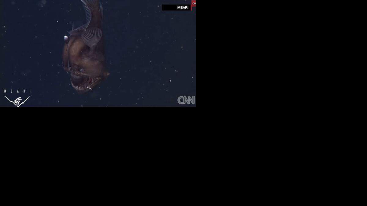 
Screengrab of video from the Monterey Bay Aquarium Research Institute of a female anglerfish. 
