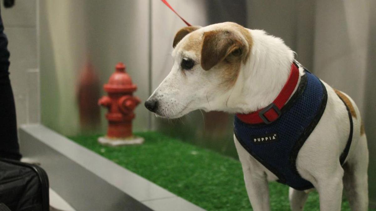 John John visits the new pet relief area at New York’s JFK airport before he and his owner Taylor Robbins head home on a flight to Atlanta.
