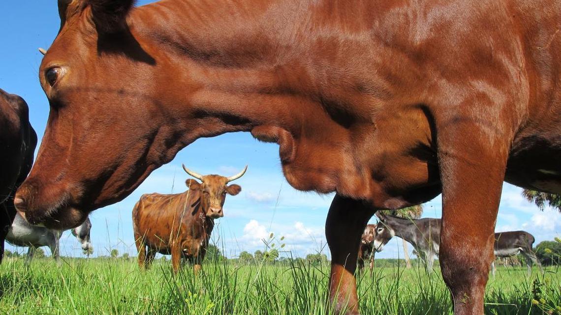 A herd of Florida cows