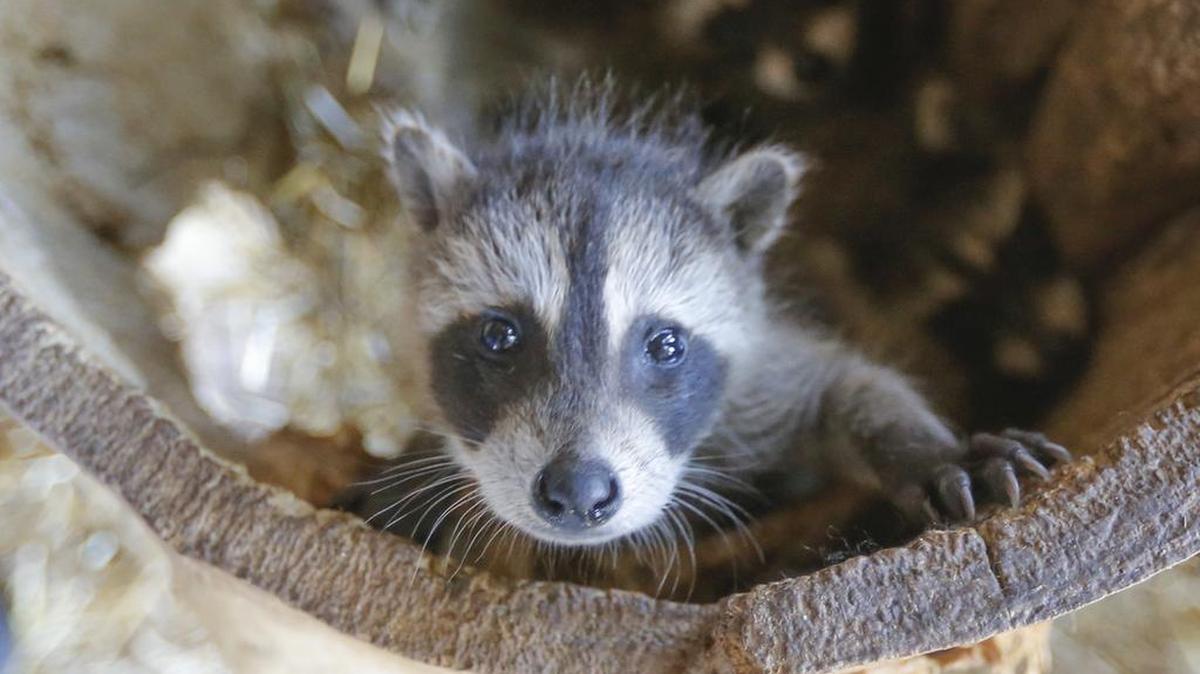 A Chapel Hill woman may need post rabies exposure shots after handling a baby raccoon without gloves Sunday, July 1, 2018, near Finley Golf Course.