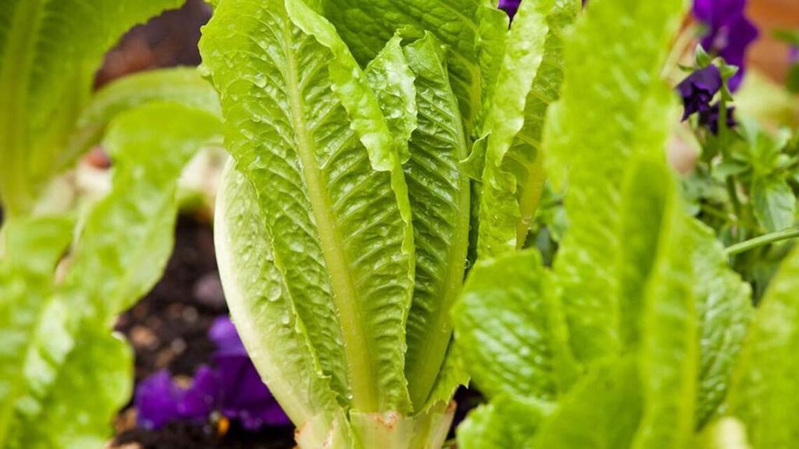 Life-threatening E. coli outbreak may be linked to romaine lettuce