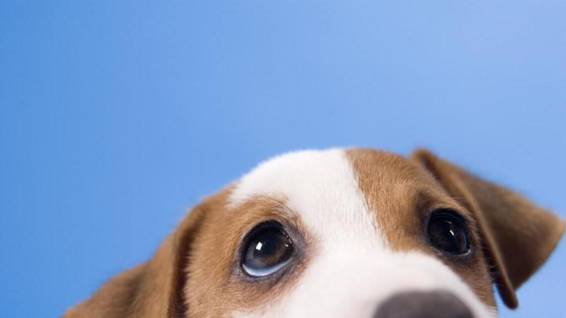 Beware of the new puppy scam