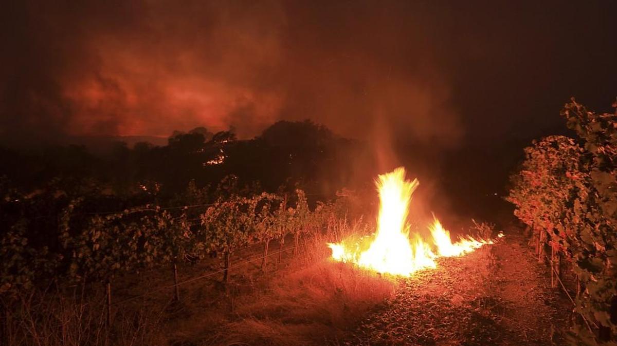 Brush in a vineyard burns as it singes grapevines at the head of a wildfire in Geyserville, Calif., on Thursday.