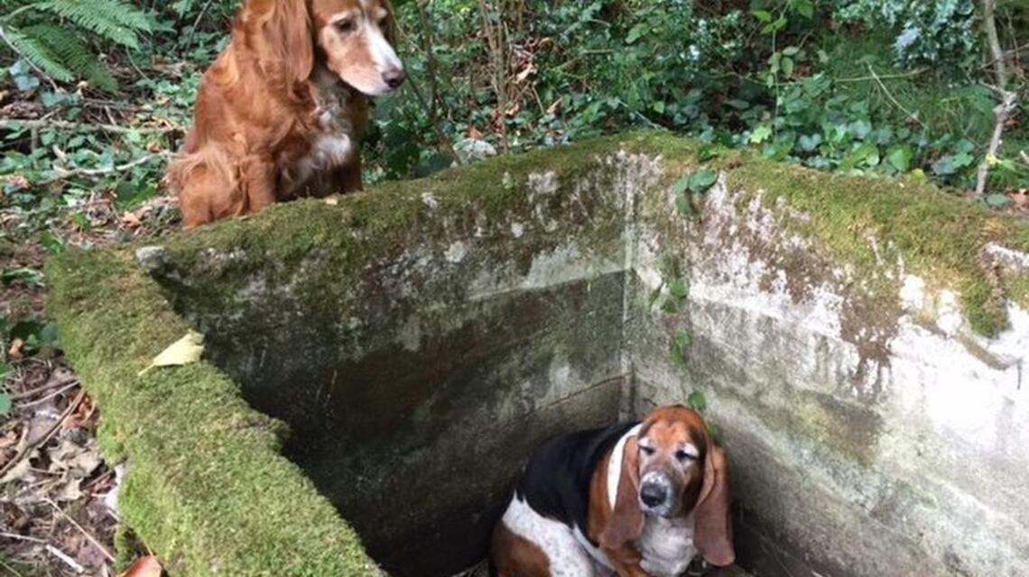 Dog stands guard for week protecting trapped friend (+video)