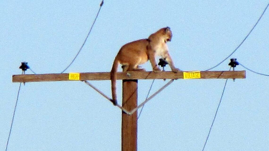 Mountain lion perched on power pole captured in rare photo