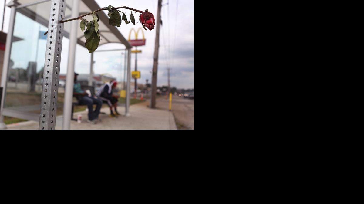 
Roses placed in remembrance Michael Brown jut out of a post at a bus stop on the corner of West Florissant Avenue and Ferguson Avenue in Ferguson, Mo., on Wednesday, Aug. 20, 2014. 
